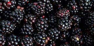 אוכמניות שחורות