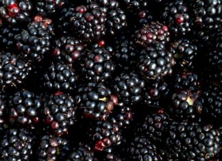 אוכמניות שחורות