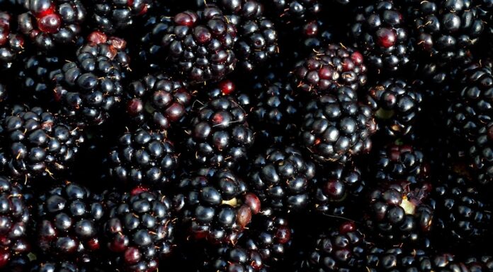 אוכמניות שחורות